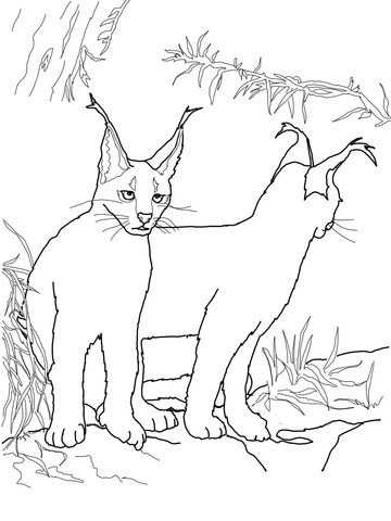 Caracal Kittens Coloring Page